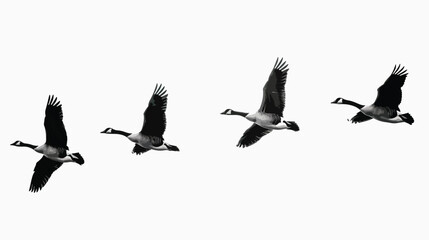 Geese silhouette isolated in White background 