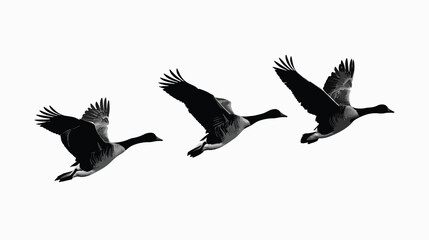 Obraz premium Geese silhouette isolated in White background 