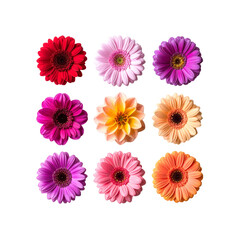 Colorful gerbera daisies and dahlia flowers on black on transparent background