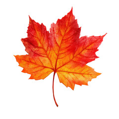 Bright Red and Orange Autumn Maple Leaf Isolated on White Background Illustration