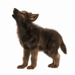 Obraz premium Adorable Brown Wolf Pup Howling at the Moon