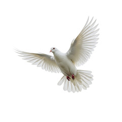 White Dove in Flight