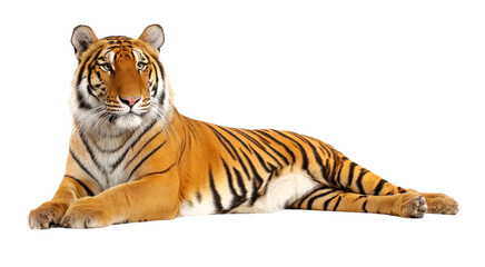 Obraz premium Majestic Bengal Tiger Lying Down isolated on transparent background