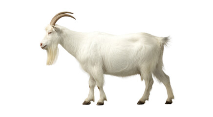 Fototapeta premium White Goat with Horns, Standing Profile isolated on transparent background