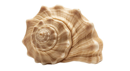 Obraz premium A seashell isolated on transparent background 