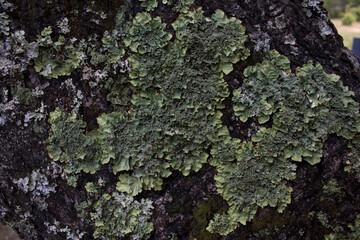 lichen on tree