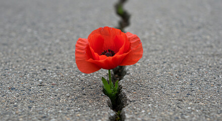 Red Flower Growing Through Cracked Pavement – Symbol of Hope and Resilience.