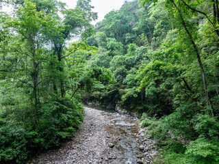 Green forest stream overlooking