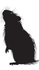 Guinea pigs silhouette isolated in White background