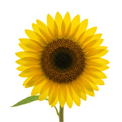 Fototapeta premium Stunning Sunflower Image