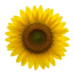 Naklejka premium Stunning Sunflower Image