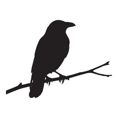 Crow silhouette on a bare branch illustration on white background.