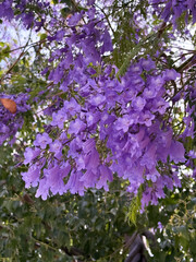 Close-up view of blooming purple jacaranda flowers in spring, capturing the delicate texture and...