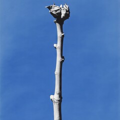 Fototapeta premium A blue background features a white branch, with a secondary white-shadowed branch situated underneath