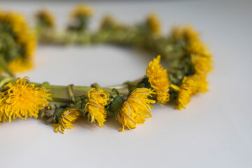 Wreath of yellow dandelions on white background