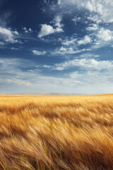 A bright golden wheat field swaying in the breeze under a wide open sky with light fluffy clouds, natural soft lighting and slight motion blur for artistic effect.