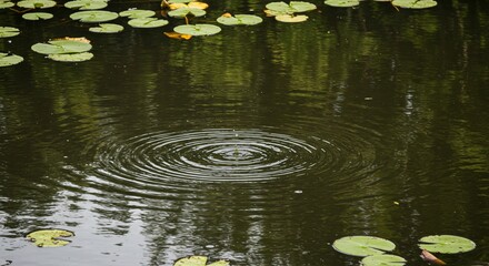 Ripples expand across a dark pond dotted with lily pads and reflections creating a serene nature scene