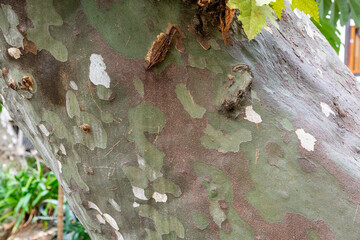 A thick tree trunk covered with bark and thickets of green moss. A large tree trunk in a city park. close-up. Abstract background of a bark-covered trunk.