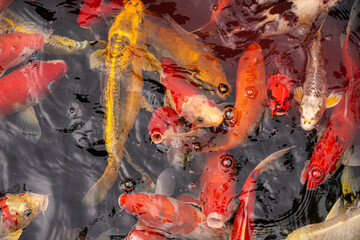 japanese koi fish