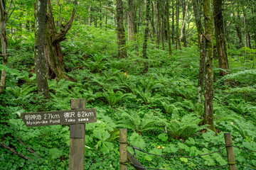 日本の長野県にある上高地の標識　徳沢　明神池