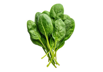 Bunch of Fresh Spinach Leaves with Visible Veins and Dew Drops, On Transparent Background, Png
