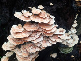 Cluster of bracket fungi on dark tree bark.
