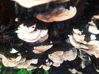 Fungi layers on decaying dark tree surface.
