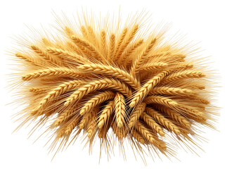 Fototapeta premium Golden wheat stalks and sheaf PNG file isolated on transparent background