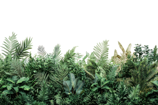 Lush Green Tropical Jungle with Diverse Vegetation Including Ferns and Large Leaf Plants on Bright Day with Clear Sky Background