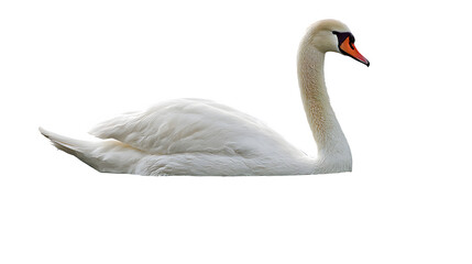 Fototapeta premium A single, graceful swan swimming on a calm body of water, isolated on Transparent Background.