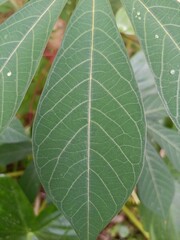 This image shows a close-up of a cassava leaf, highlighting its distinct texture and vein pattern. The background blur with more cassava foliage
