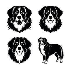 black and white dogs