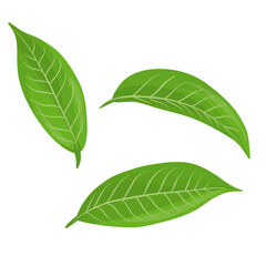 Obraz premium Green tea leaf vector illustration with fresh green leaves isolated on white background natural herbal plant design