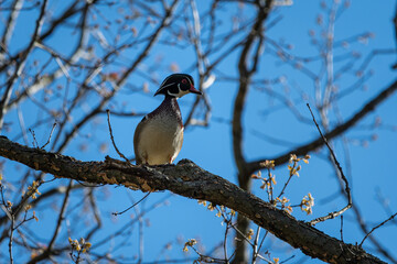 Male wood duck perched on branch in a tree