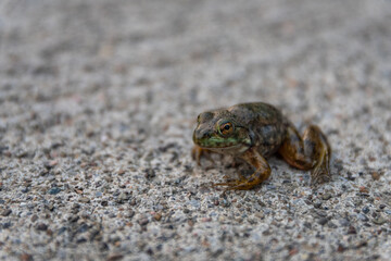 Closeup of small American bullfrog sitting gravel ground