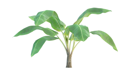 Banana tree plant with leaves and stem isolated on transparent background, perfect for showing off natural growth and new life. PNG