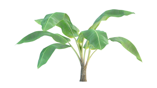 Banana tree plant with leaves and stem isolated on transparent background, perfect for showing off natural growth and new life. PNG