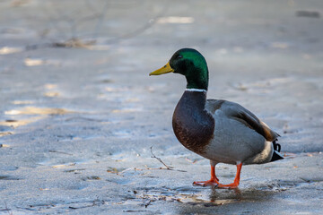 Male mallard duck standing on a frozen lake