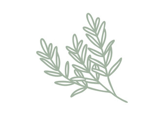 Minimalist Bog Rosemary Andromeda Polifolia Illustration