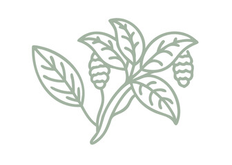 Comfrey Plant Line Art, Symphytum Officinale Herb