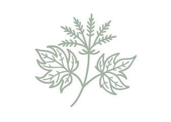 Goatsbeard Aruncus Sylvester Minimalist Line Art