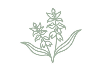Minimalist Green Bog Orchid Line Art Illustration