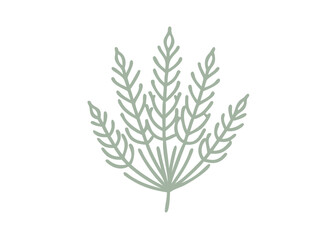 Minimalist Horsetail Plant Illustration, Vector