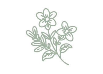 Jacob's Ladder Flower Line Art Illustration