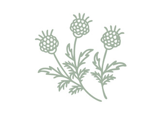 Pineapple Weed Matricaria Matricariodes Line Art