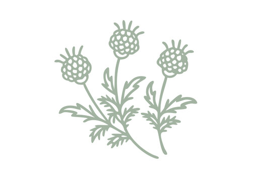 sage green thistle flowers on white background clip art preview