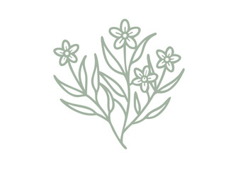 River Beauty Willowherb Botanical Line Art Illustration