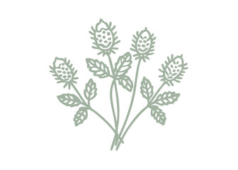 Sitka Burnet Floral Line Art Illustration