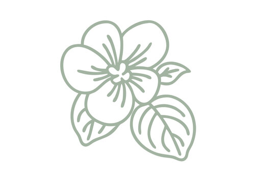 Delicate Viola Biflora Flower Line Art Illustration