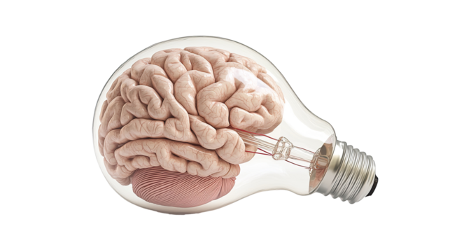 Human brain anatomy illustration with light bulb concept for intelligence and idea, isolated on transparent background. PNG